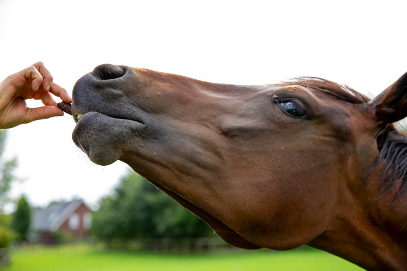 Bio Pferde Leinsamen 3kg von Naturezon - frisch gepresst nach Bestellung